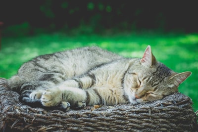 虎斑猫在白天睡在布朗藤
